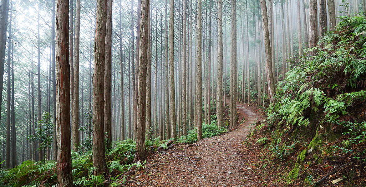 Kumano Sankeimichi