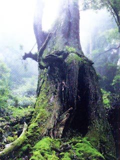 Nachi Primeval Forest